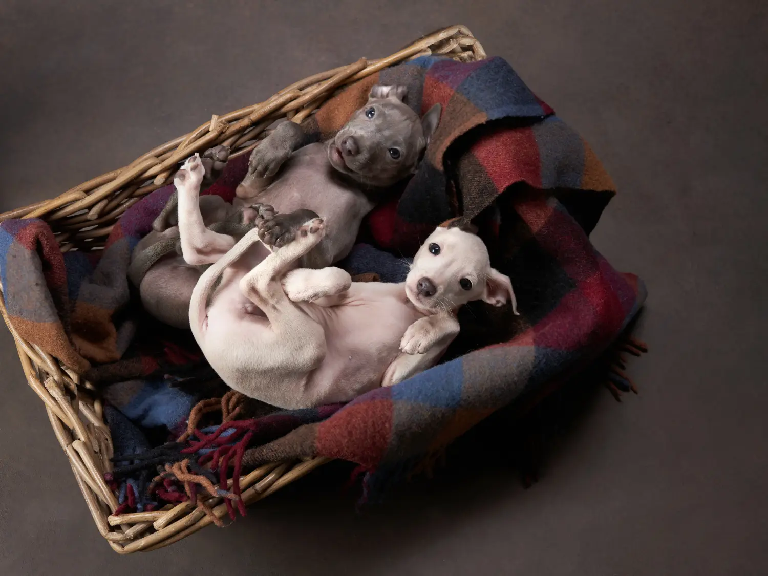 Koupit si štěně italského chrta znamená převzít odpovědnost! Kupte si italská štěňata zvonkohry.