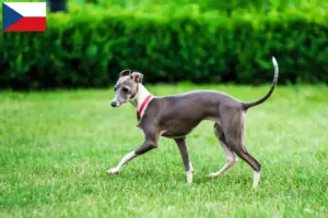 Přečtete si více ze článku Chovatelé italských zvonkoher a štěňat v České republice