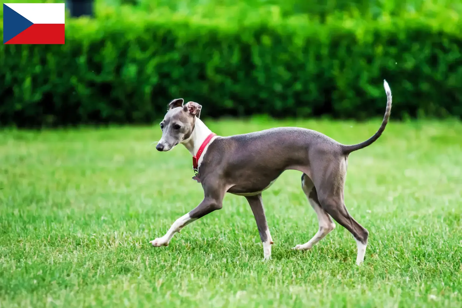 Italská zvonkohra štěňata a chovatelé Česká republika Zde najdete italské chovatele zvonkoher v České republice.