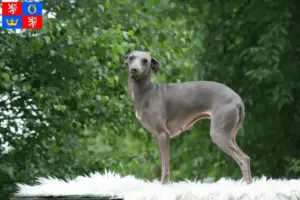 Přečtete si více ze článku Chovatel italských zvonkoher a štěňat v Hradci Králové