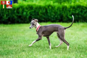 Přečtete si více ze článku Chovatel italských zvonkoher a štěňat v jižních Čechách