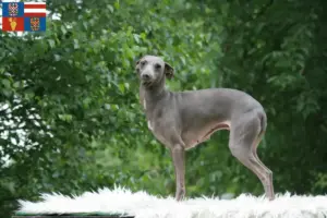 Přečtete si více ze článku Chovatelé italských zvonkoher a štěňat na jižní Moravě