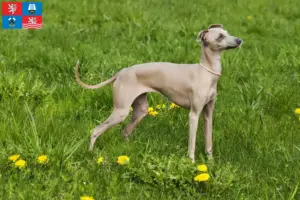 Přečtete si více ze článku Chovatel italských zvonkoher a štěňat v Karlových Varech