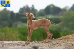 Přečtete si více ze článku Chovatel italských zvonkoher a štěňat v Olomouci