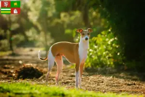 Přečtete si více ze článku Chovatel italských zvonkoher a štěňat v Plzni