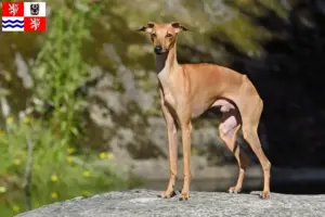 Přečtete si více ze článku Chovatel italských zvonkoher a štěňat ve Středočeském kraji