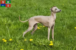 Přečtete si více ze článku Chovatel italských zvonkoher a štěňat v Ústí nad Labem