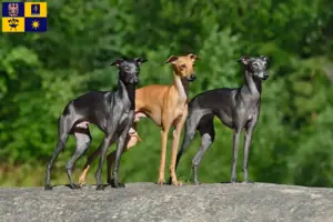 Přečtete si více ze článku Chovatel italských zvonkoher a štěňat ve Zlíně