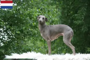 Přečtete si více ze článku Chovatelé italských zvonkoher a štěňat v Nizozemsku