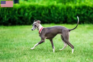 Přečtete si více ze článku Chovatelé italských zvonkoher a štěňat v USA