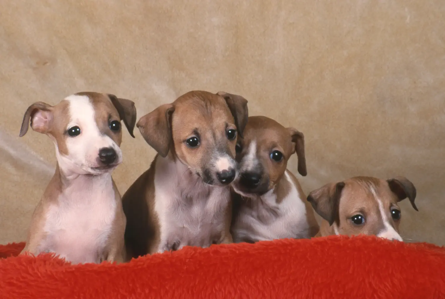 Koupit si štěně italského chrta znamená převzít odpovědnost! Kupte si italská štěňata zvonkohry.