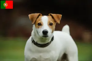 Přečtete si více ze článku Chovatelé Jack Russellů a štěňat v Portugalsku