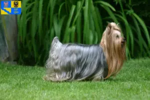 Přečtete si více ze článku Chovatelé jorkšírských teriérů a štěňat v Olomouci