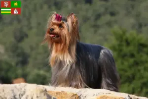 Přečtete si více ze článku Chovatelé jorkšírských teriérů a štěňat v Plzni