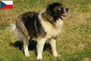 Přečtete si více ze článku Chovatelé kavkazských pasteveckých psů a štěňat v České republice