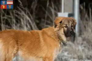 Přečtete si více ze článku Chovatelé kavkazských pasteveckých psů a štěňat na jižní Moravě