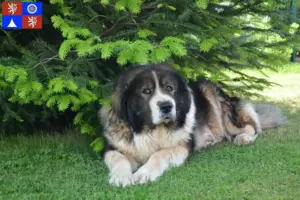 Přečtete si více ze článku Chovatelé kavkazských ovčáků a štěňat v Liberci