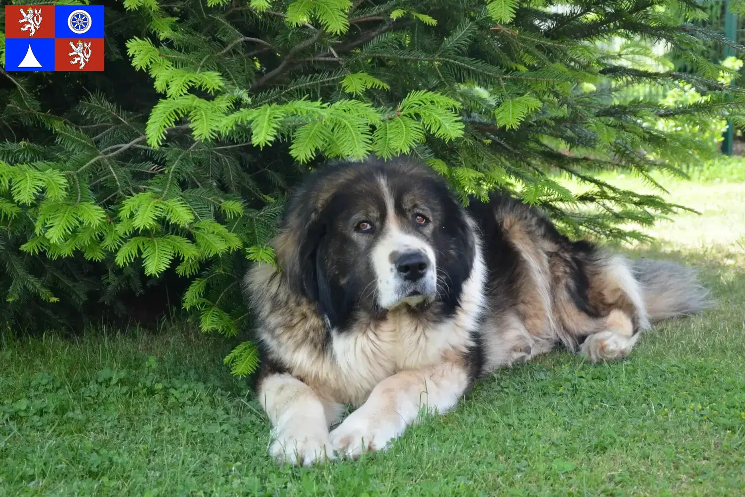 Přečtete si více ze článku Chovatelé kavkazských ovčáků a štěňat v Liberci