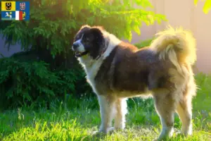 Přečtete si více ze článku Chovatelé kavkazských pasteveckých psů a štěňat v Moravskoslezském kraji