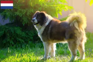 Přečtete si více ze článku Chovatelé kavkazských ovčáků a štěňat v Nizozemsku