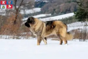 Přečtete si více ze článku Chovatelé kavkazských ovčáků a štěňat v Pardubicích