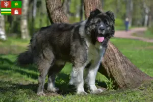 Přečtete si více ze článku Chovatelé kavkazských ovčáků a štěňat v Plzni