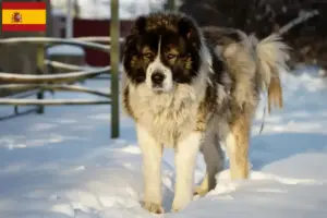 Přečtete si více ze článku Chovatelé kavkazských pasteveckých psů a štěňat ve Španělsku