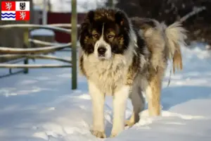 Přečtete si více ze článku Chovatelé kavkazských ovčáků a štěňat ve Středočeském kraji