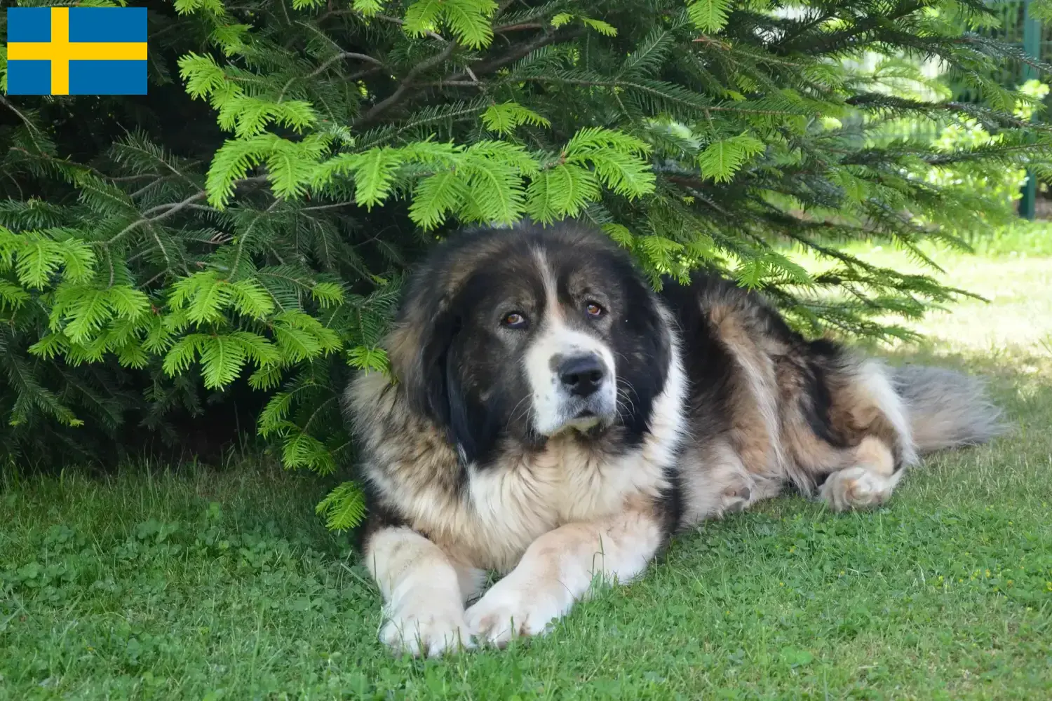 Přečtete si více ze článku Chovatelé kavkazských ovčáků a štěňat ve Švédsku