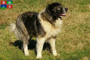 Přečtete si více ze článku Chovatelé kavkazských ovčáků a štěňat v Ústí nad Labem