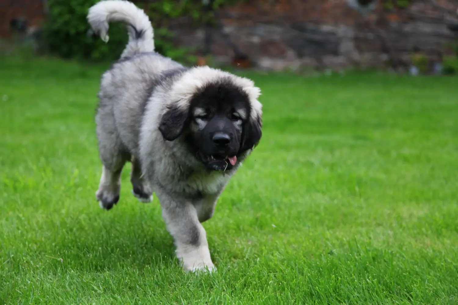Koupit si štěně kavkazského ovčáka znamená převzít odpovědnost! Prodám štěňata kavkazského ovčáka.