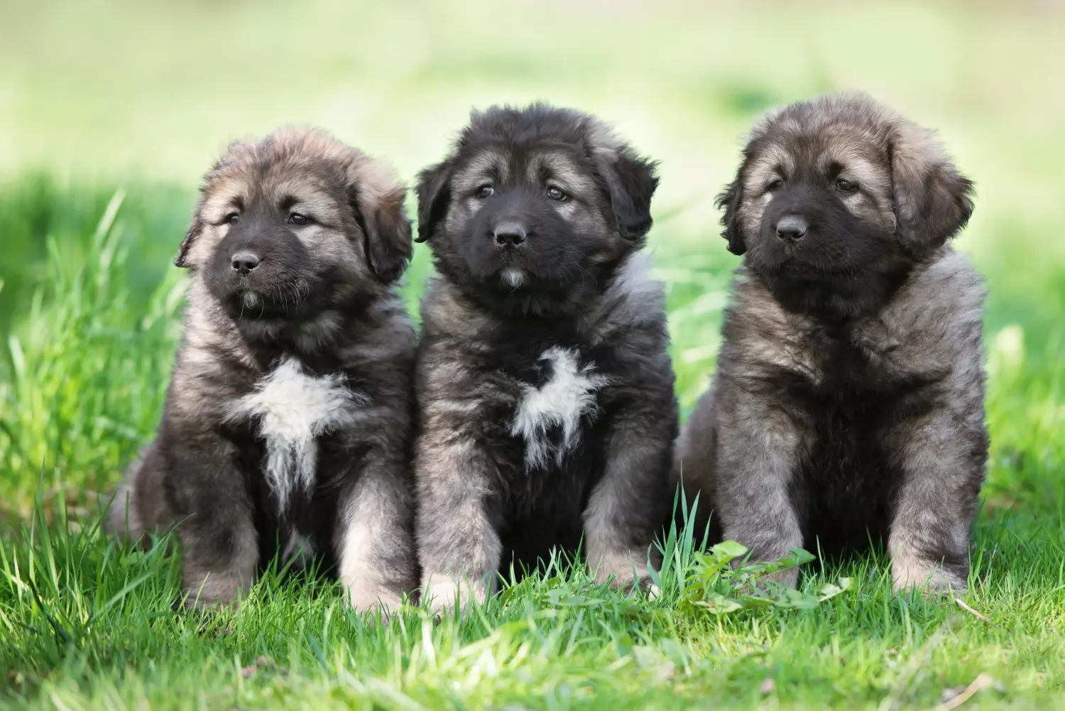 Koupit si štěně kavkazského ovčáka znamená převzít odpovědnost! Prodám štěňata kavkazského ovčáka.