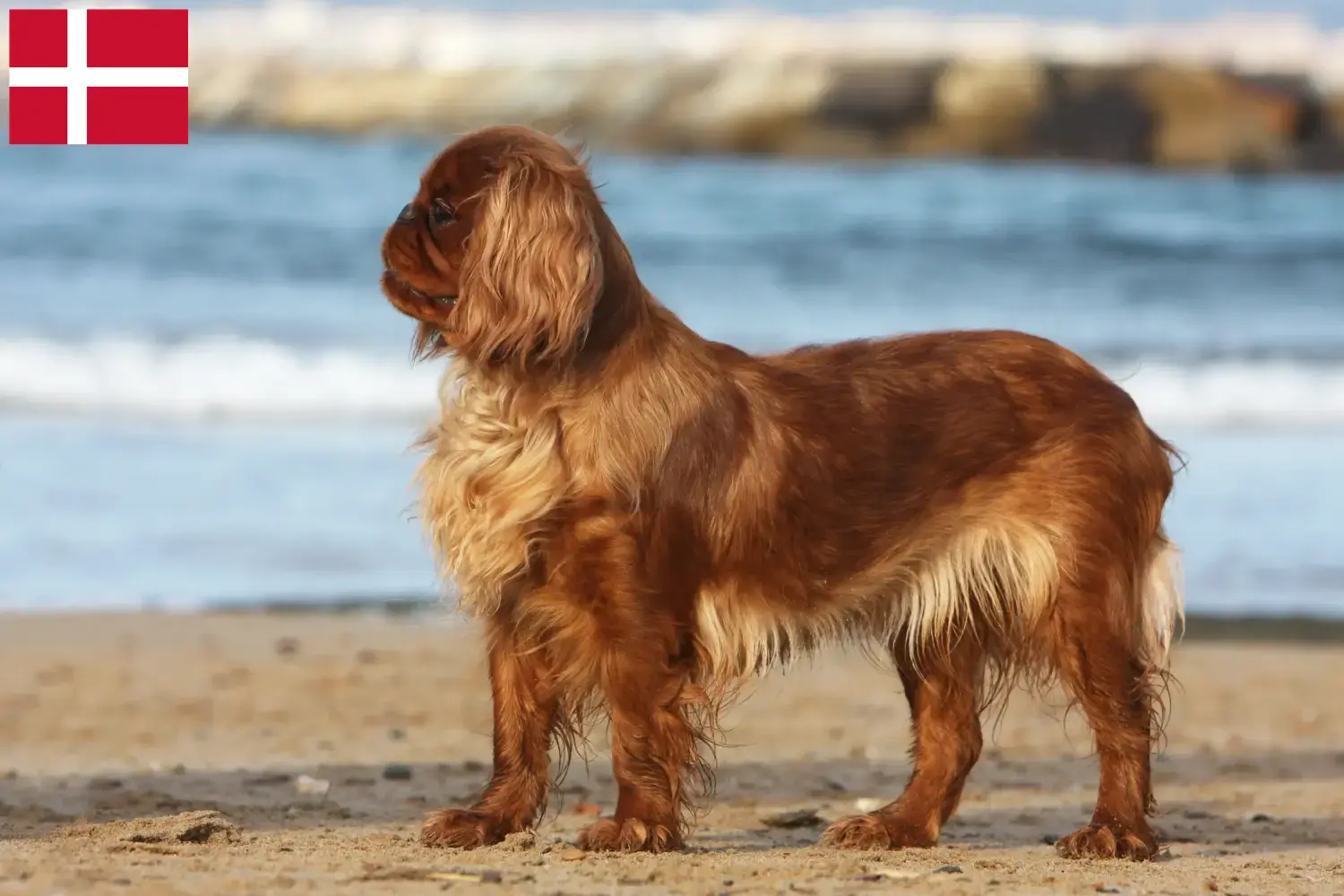 King Charles španěl štěňata a chovatelé Dánsko Zde najdete chovatele King Charles španělů v Dánsku.