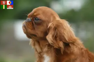 Přečtete si více ze článku Chovatelé King Charles španělů a štěňat v Jihočeském kraji