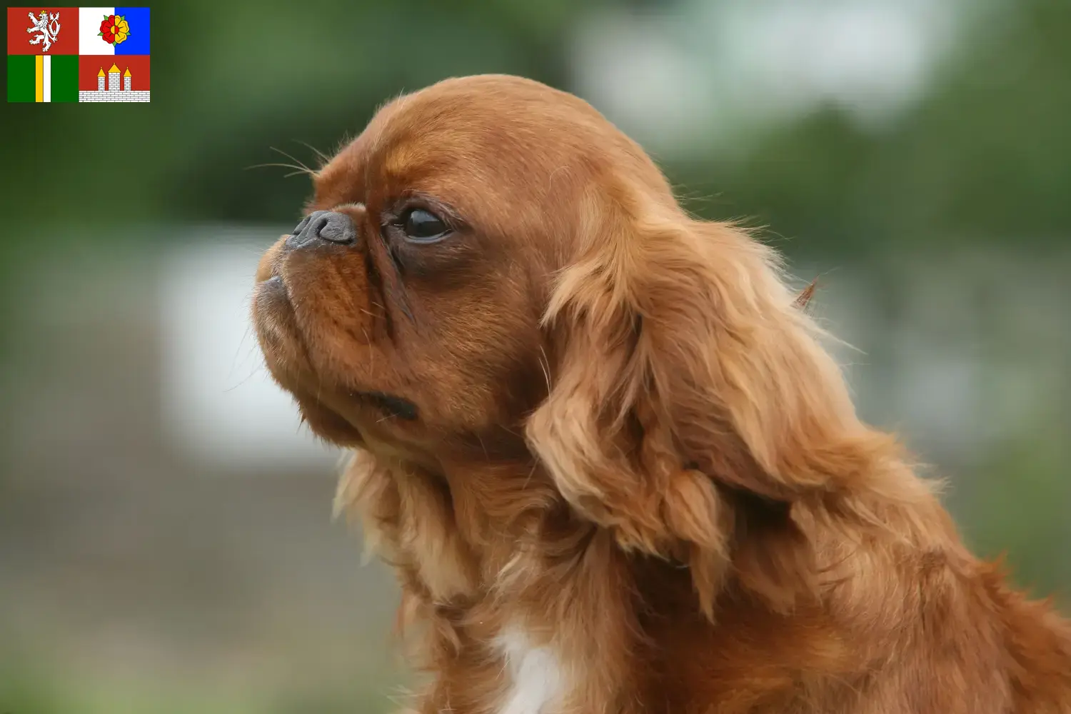 Přečtete si více ze článku Chovatelé King Charles španělů a štěňat v Jihočeském kraji