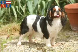 Přečtete si více ze článku Chovatelé King Charles španělů a štěňat na jižní Moravě