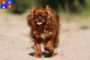 Přečtete si více ze článku Chovatel King Charles španělů a štěňat v Liberci