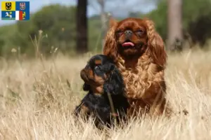 Přečtete si více ze článku Chovatelé King Charles španělů a štěňat v Moravskoslezském kraji