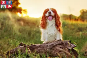 Přečtete si více ze článku Chovatelé King Charles španělů a štěňat v Pardubicích