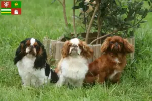 Přečtete si více ze článku Chovatel King Charles španělů a štěňat v Plzni