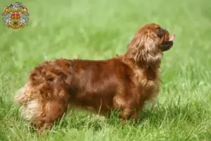 Přečtete si více ze článku Chovatelé King Charles španělů a štěňat v Praze