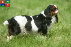 Přečtete si více ze článku Chovatelé King Charles španělů a štěňat v Ústí