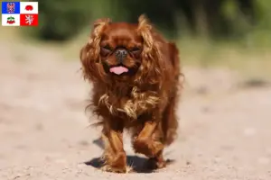 Přečtete si více ze článku Chovatelé King Charles španělů a štěňat na Vysočině