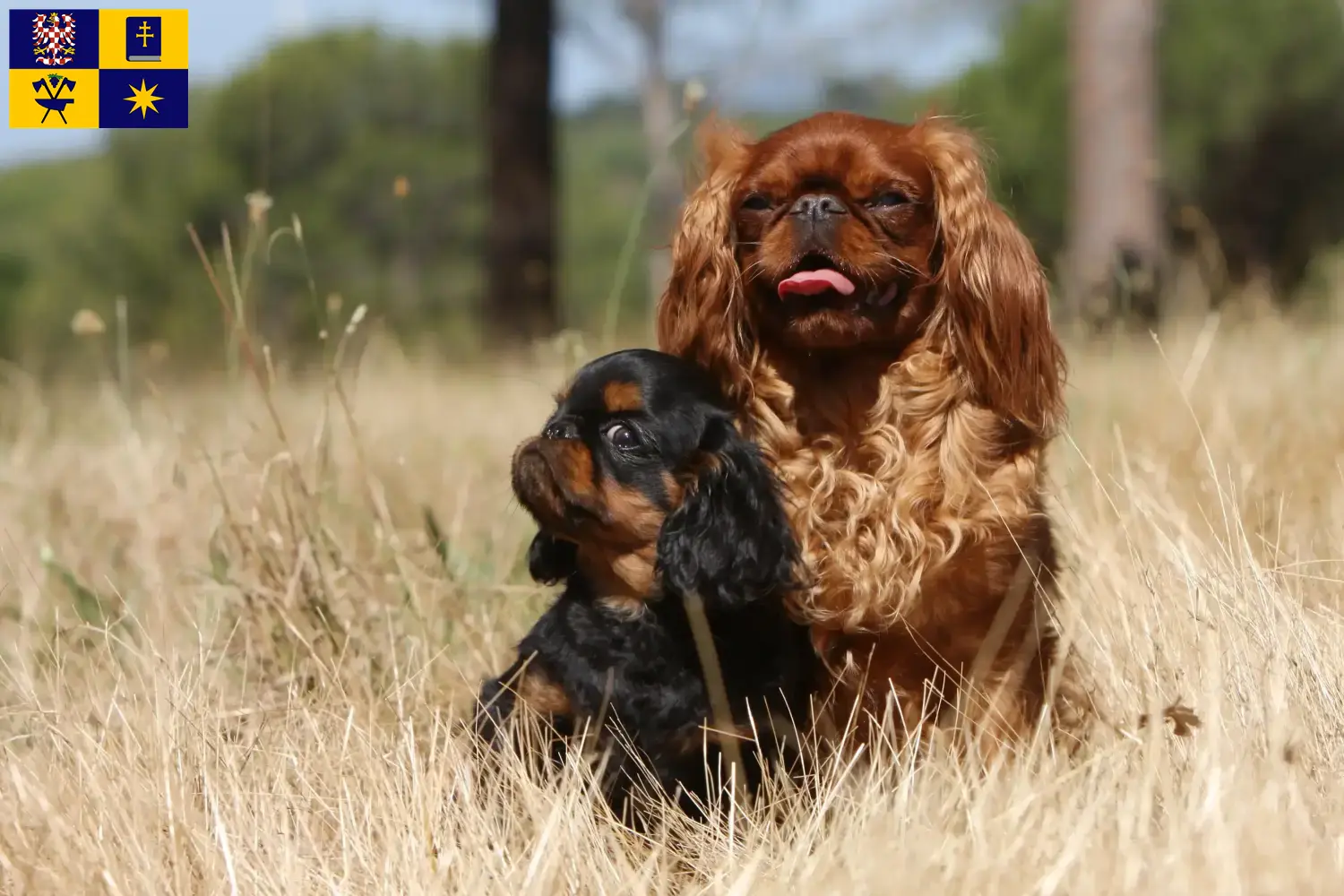 Přečtete si více ze článku Chovatelé King Charles španělů a štěňat ve Zlíně