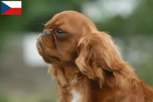 Přečtete si více ze článku Chovatelé King Charles španělů a štěňat v České republice