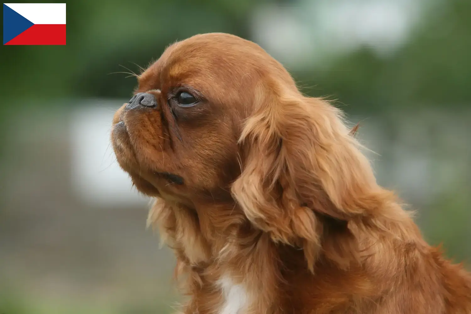 Přečtete si více ze článku Chovatelé King Charles španělů a štěňat v České republice