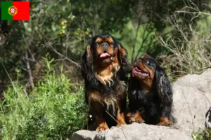 Přečtete si více ze článku Chovatelé King Charles španělů a štěňat v Portugalsku