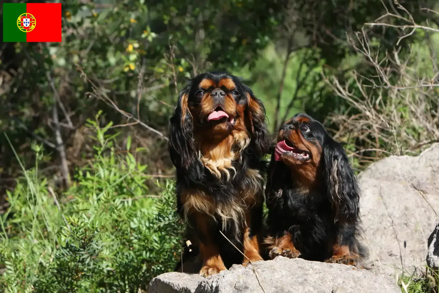 King Charles španěl štěňata a chovatelé Portugalsko Zde najdete chovatele King Charles španělů v Portugalsku.