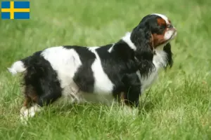 Přečtete si více ze článku Chovatelé King Charles španělů a štěňat ve Švédsku