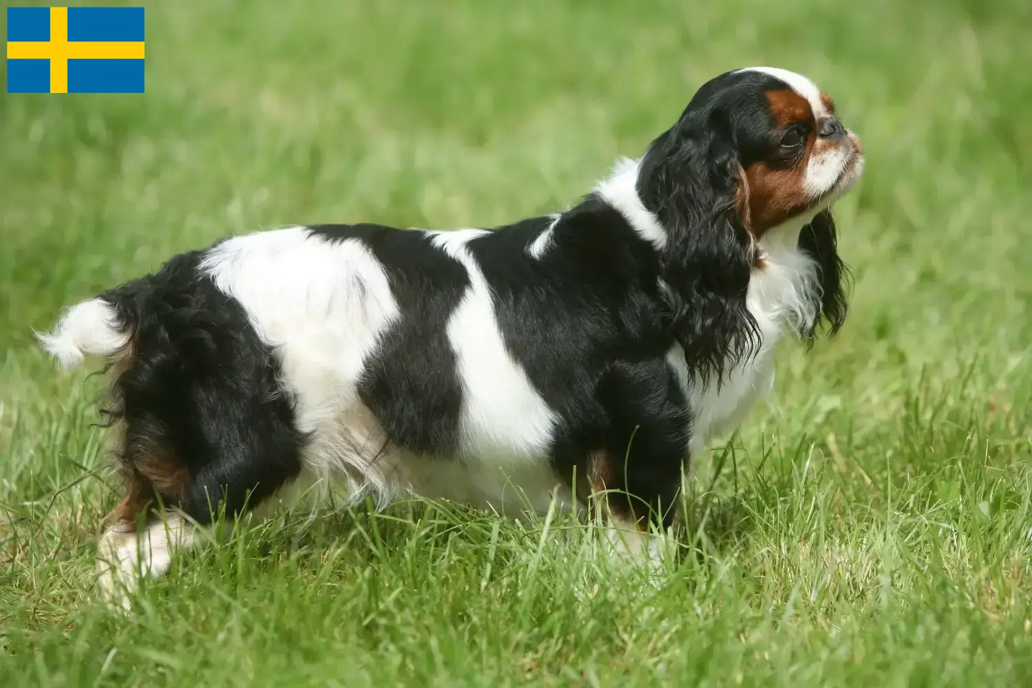 King Charles španěl štěňata a chovatelé Švédsko Zde najdete chovatele King Charles španělů ve Švédsku.